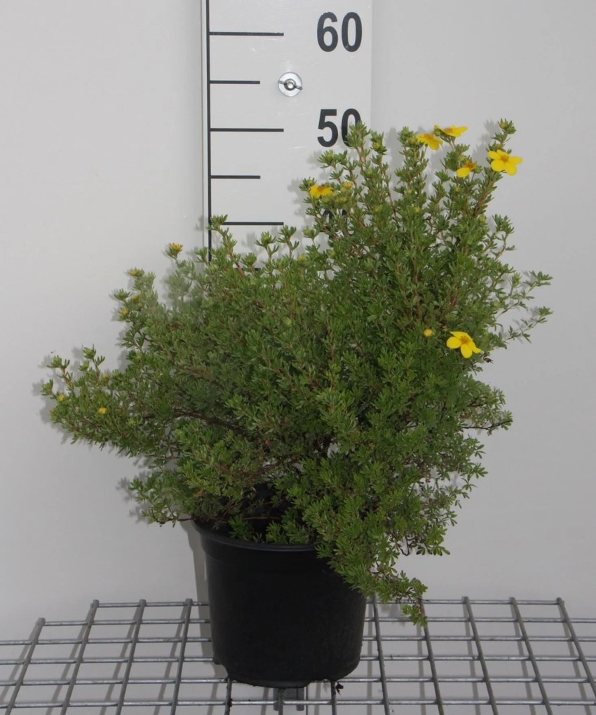 Potentilla fruticosa 'Klondike' - pot 3L - 25-30 cm