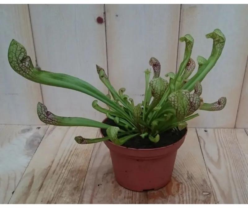3 stuks! Vleesetende plant Trompetbekerplant Dionaea