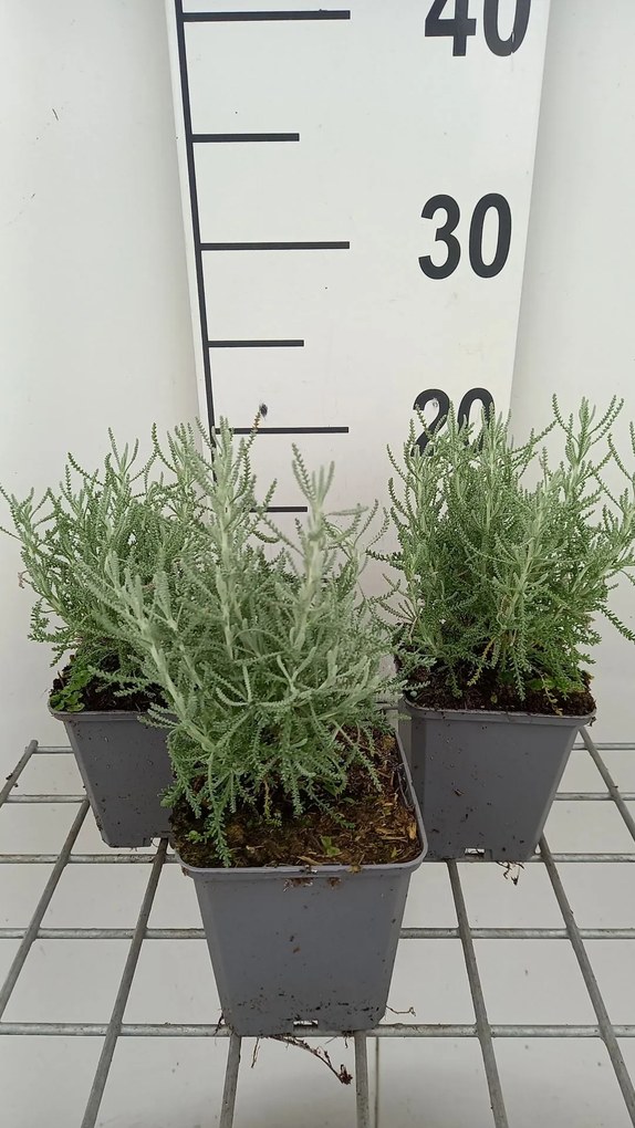 Santolina chamaecyparissus 'Lambrook Silver' - pot 9x9 cm
