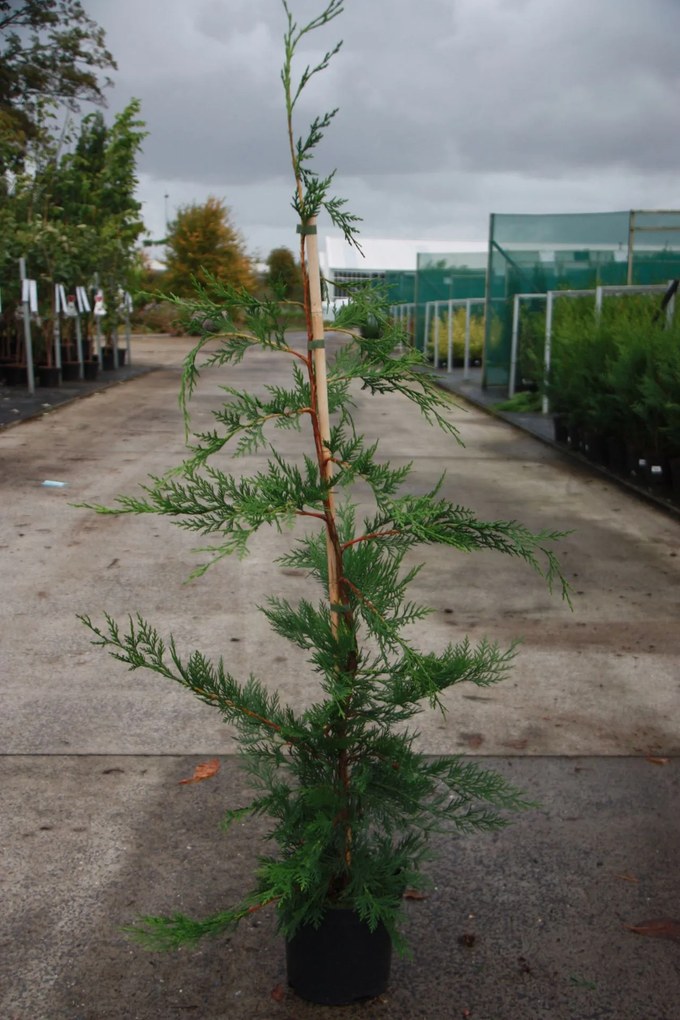 x Cupressocyparis leylandii - pot - 80-100 cm -