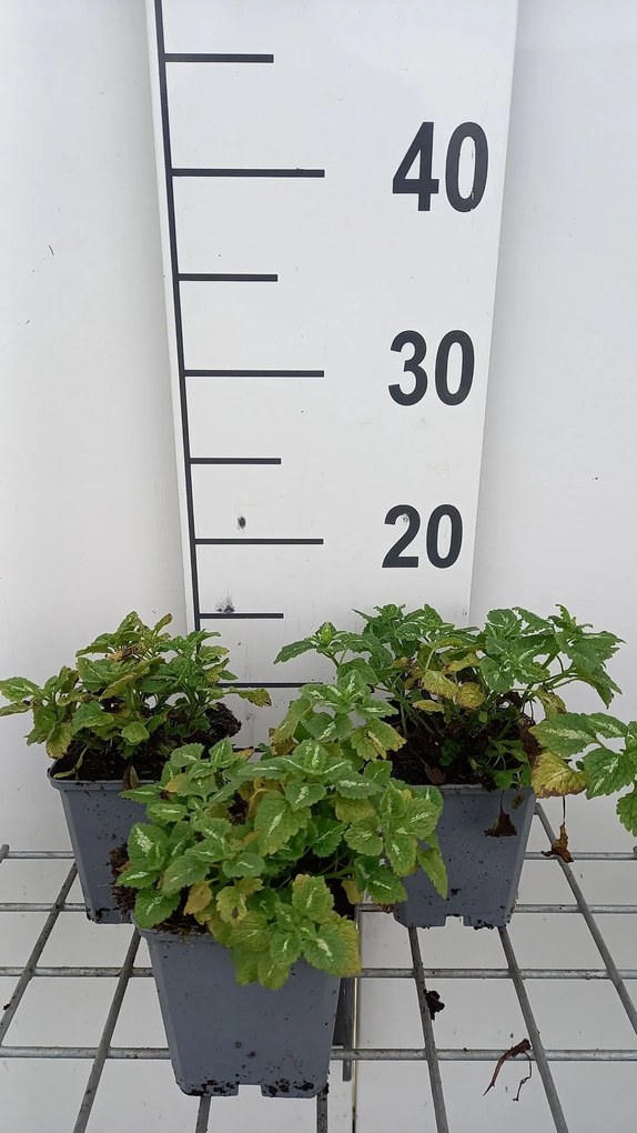 Lamium maculatum 'Album' - pot 9x9 cm -