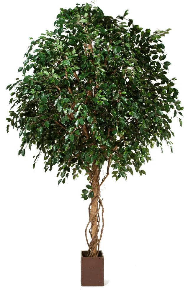 Ficus Exotica kunstplant - 315 cm