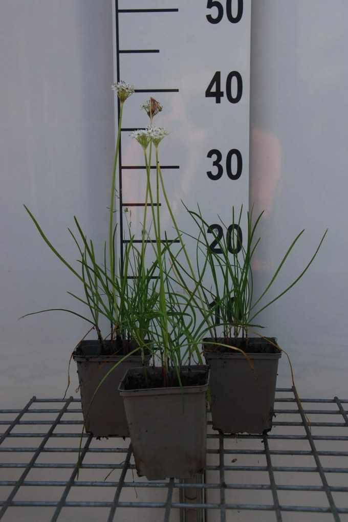 Chinese bieslook, snijknoflook - pot 9x9 cm (Allium tuberosum) -