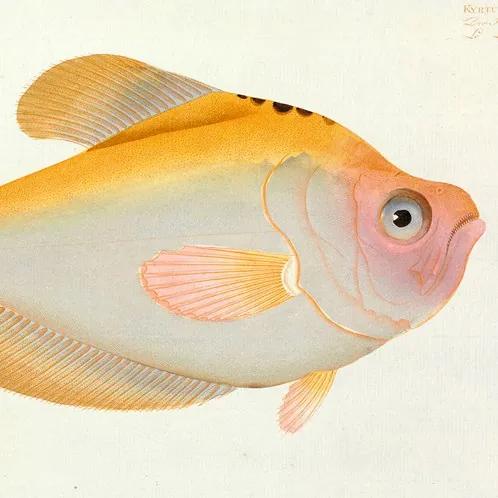 Yellow Fish - L - 180 x 100 cm
