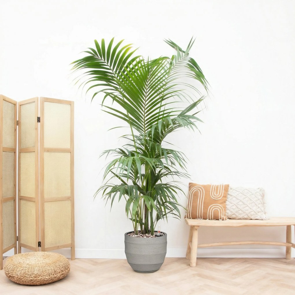 Combi deal - Kentia Palm XXL inclusief pot Bordo New Egg - 220cm