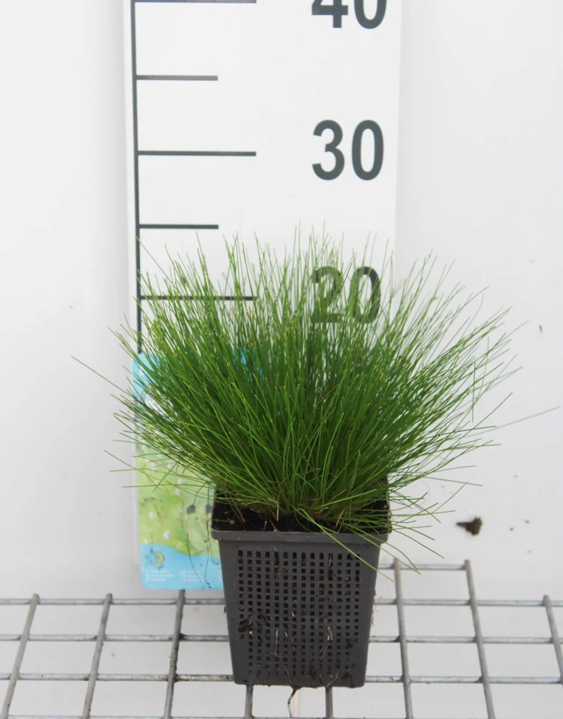Isolepis cernua - pot 11x11 cm