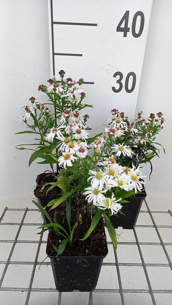Aster 'Kristina' - pot 9x9 cm