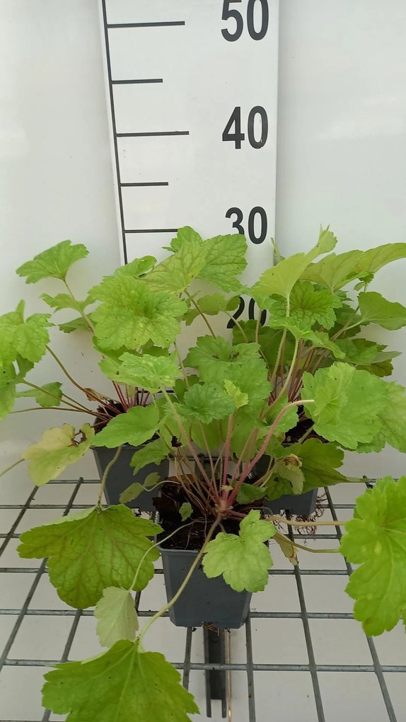 Heuchera 'Electric Lime' - pot 9x9 cm