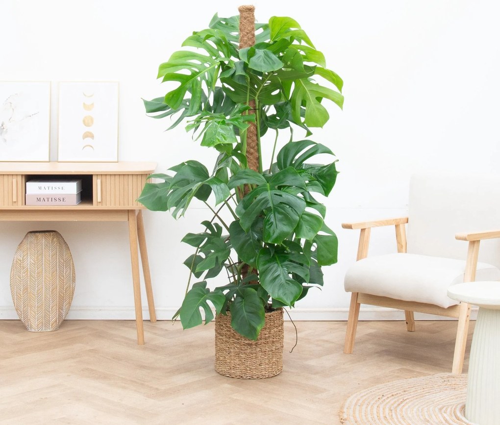 Monstera Deliciosa XL Kratistestok - 160cm