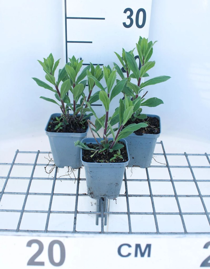 Aster x frikartii 'Mönch' - pot 9x9 cm -
