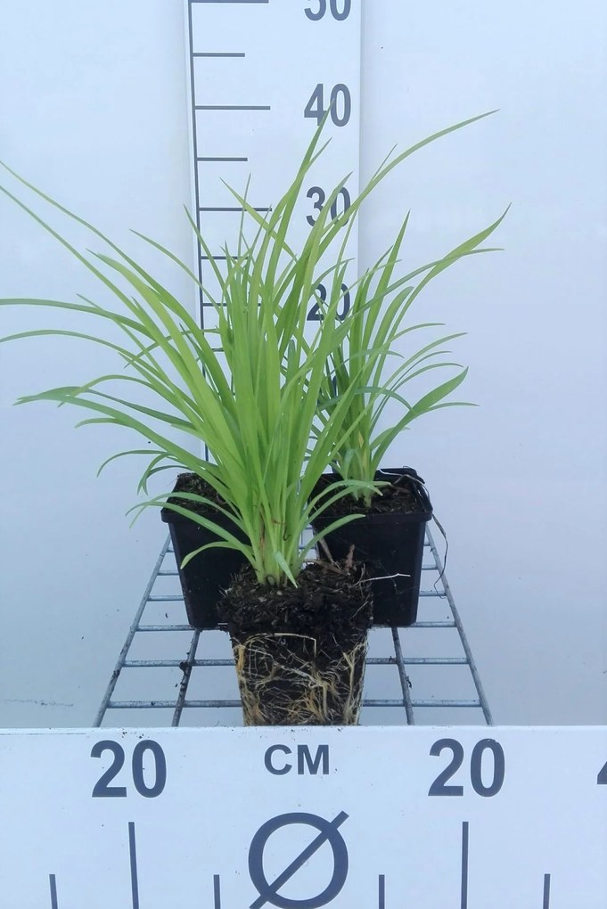 Hemerocallis 'Sammy Russell' - pot 9x9 cm -