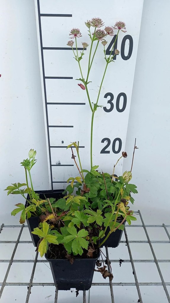 Astrantia major 'Florence' - pot 9x9 cm