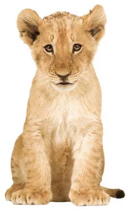 Muursticker Safari Friends leeuw (28x48 cm)