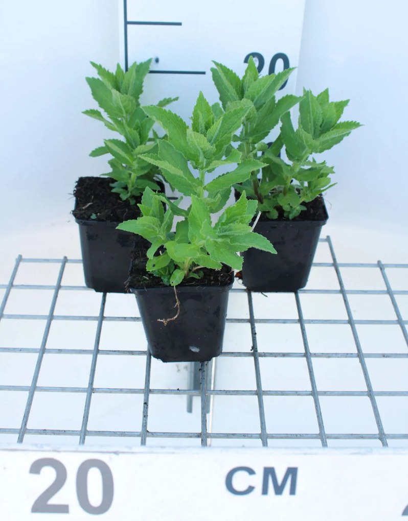 Campanula lactiflora 'Prichard's Variety' - pot 9x9 cm