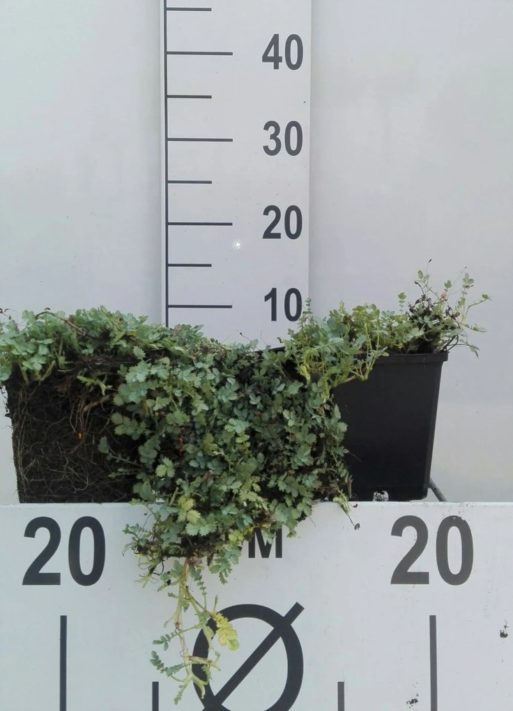 Acaena buchananii - pot 9x9 cm -