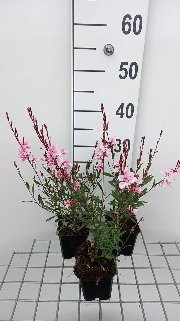Gaura lindheimeri 'Gauchebra' (Cherry Brandy) - pot 9x9 cm -