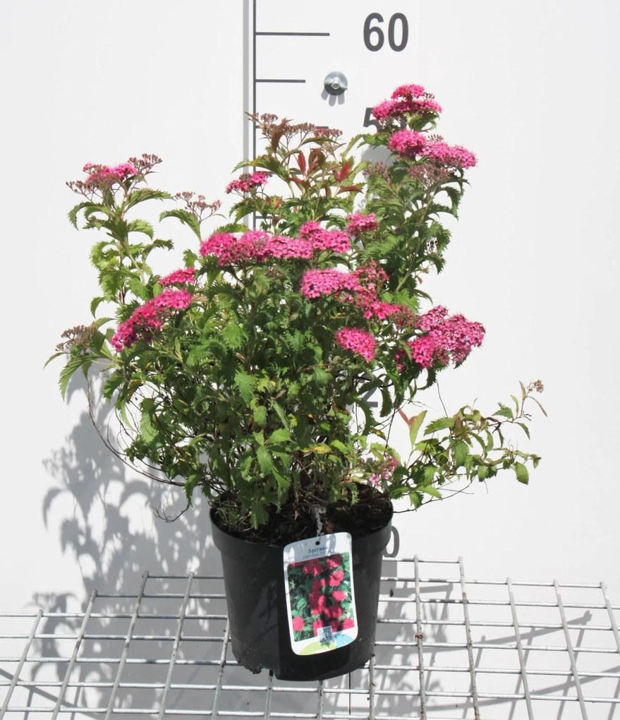 Spiraea japonica 'Crispa' - pot 3L - 25-30 cm