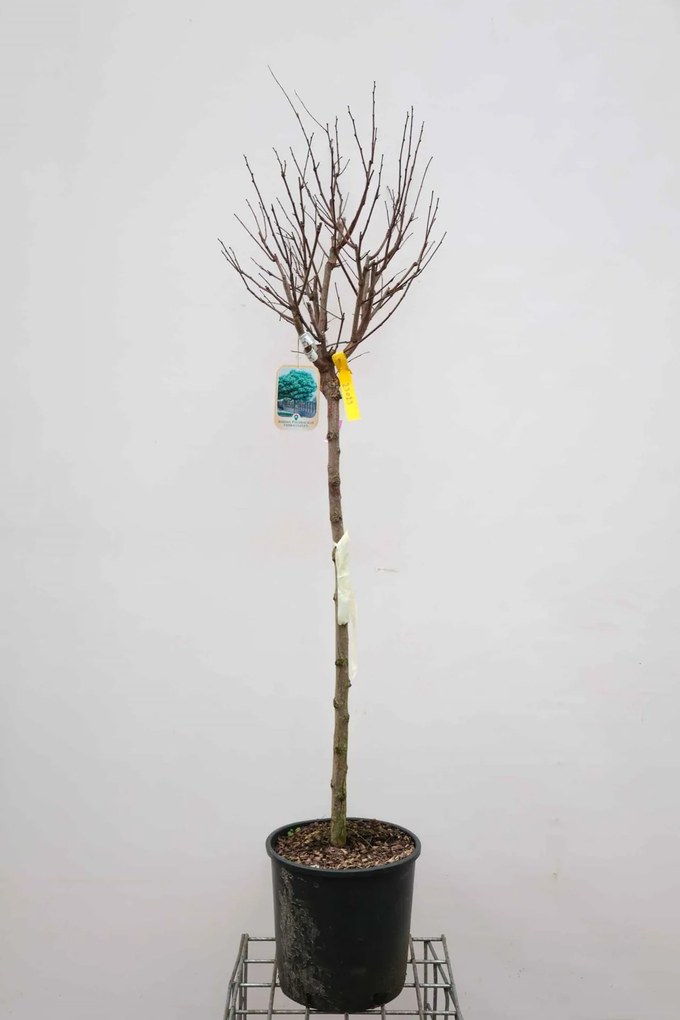 Robinia pseudoacacia 'Umbraculifera' - pot 18L - halfstam boom