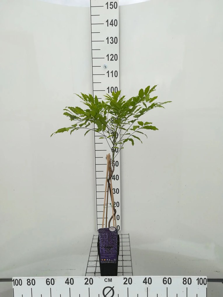 Wisteria floribunda 'Kyushaku' - pot - 50-60 cm