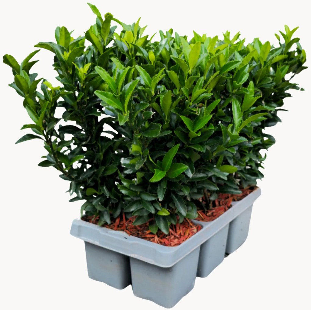Planten Japanse Spindelboom Euonymus japonicus Green Spire, 6-delig