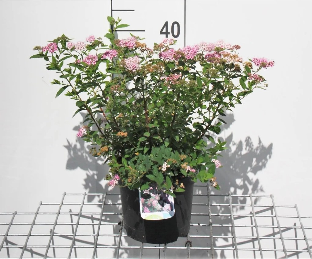 Spiraea japonica 'Little Princess' - pot 3L - 25-30 cm