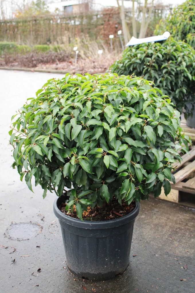 Prunus lusitanica 'Angustifolia' - pot - bolvorm diameter 70+ cm