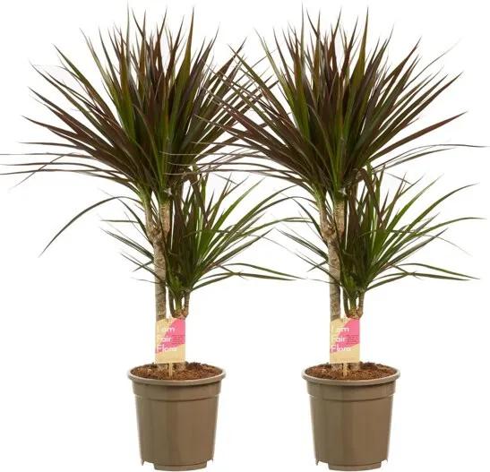 2 Dracaena Marginata Margenta oftewel Drakenbloedboom - Kamerplant in Kwekerspot 17 cm - Hoogte 80 cm