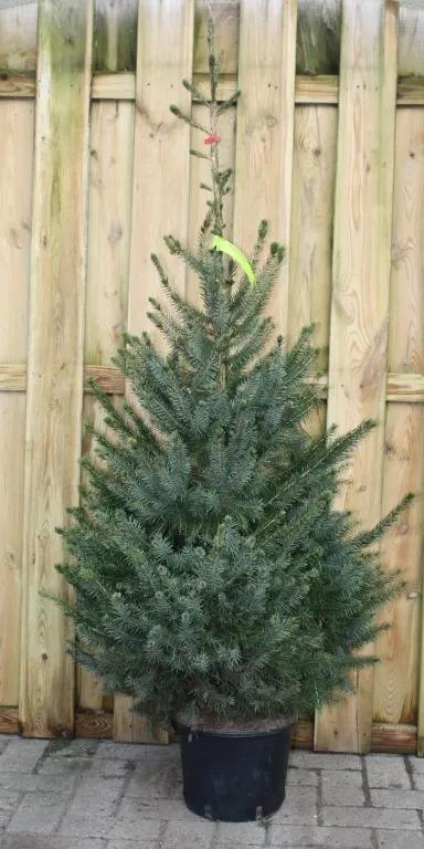 Kerstboom Warentuin Picea Omorika 100 - 125 cm Warentuin Natuurlijk