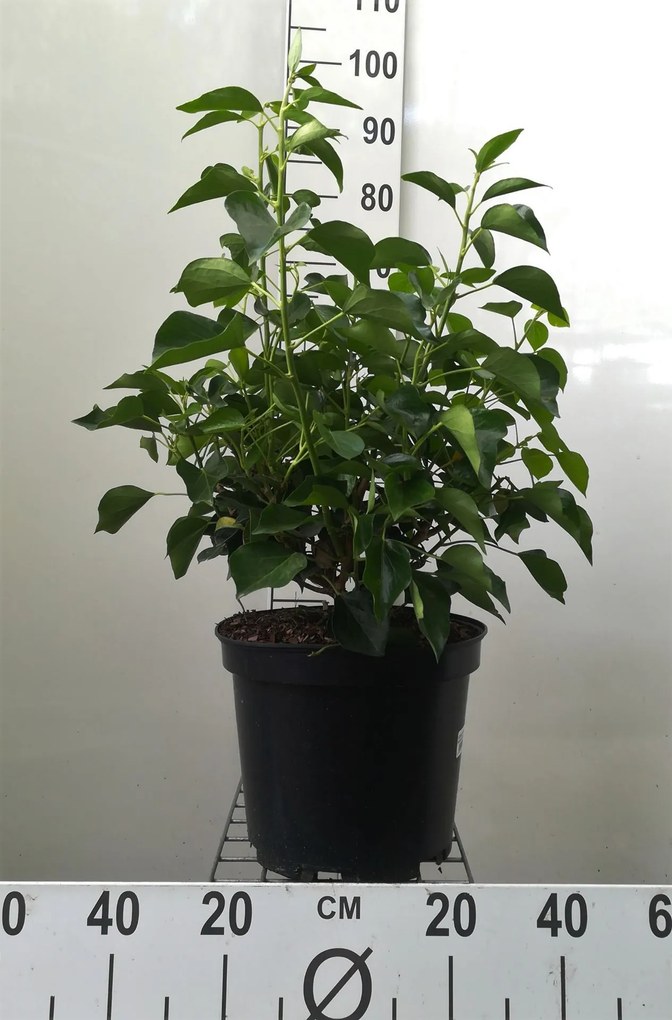 Hedera helix Arborescent Group - pot 10L - 50-60 cm