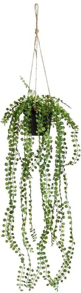 Ficus Pumila in pot - groen - 60 cm - Leen Bakker