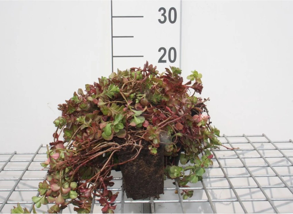 Sedum spurium 'Fuldaglut' - pot 9x9 cm -