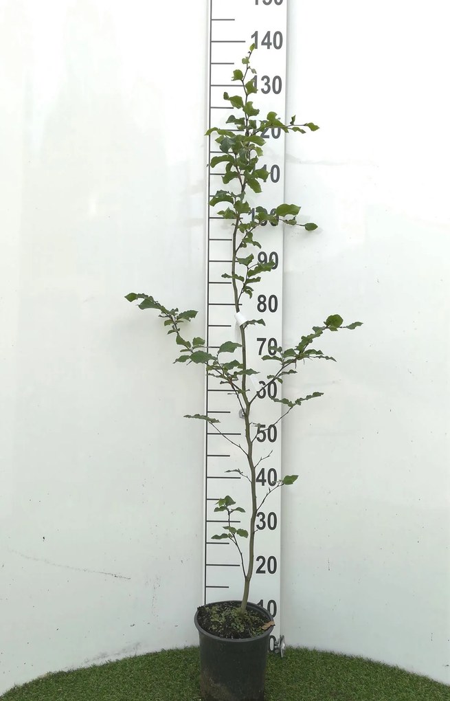 Fagus sylvatica - pot - 100-125 cm -