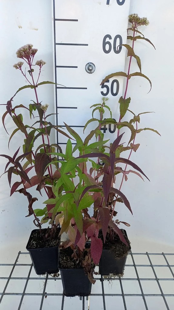 Eupatorium perfoliatum - pot 9x9 cm -