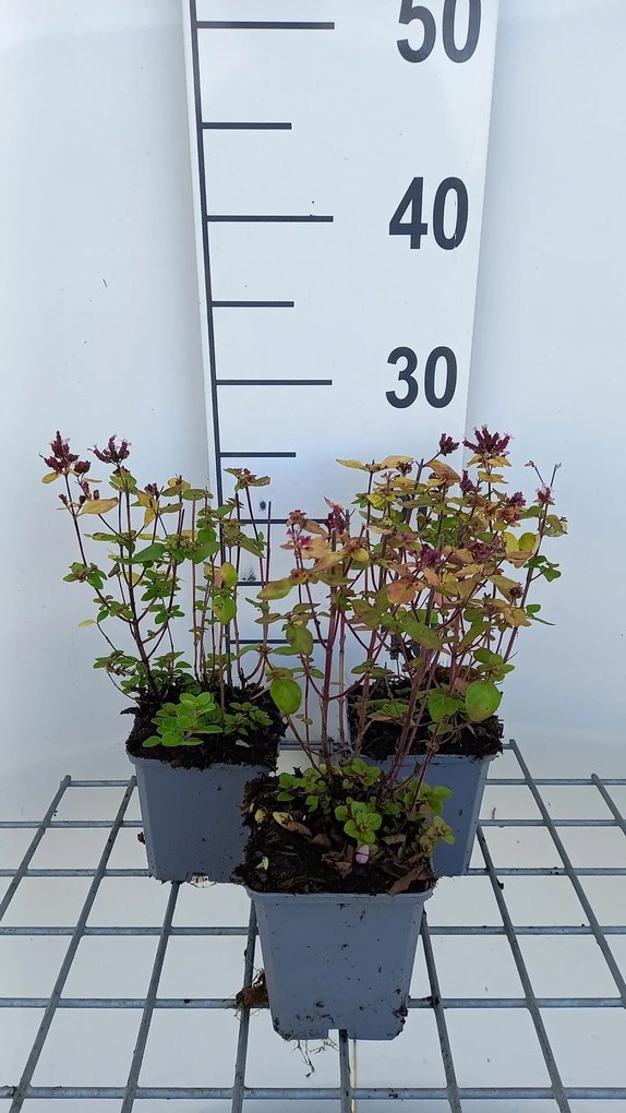 Origanum vulgare 'Thumble's Variety' - pot 9x9 cm