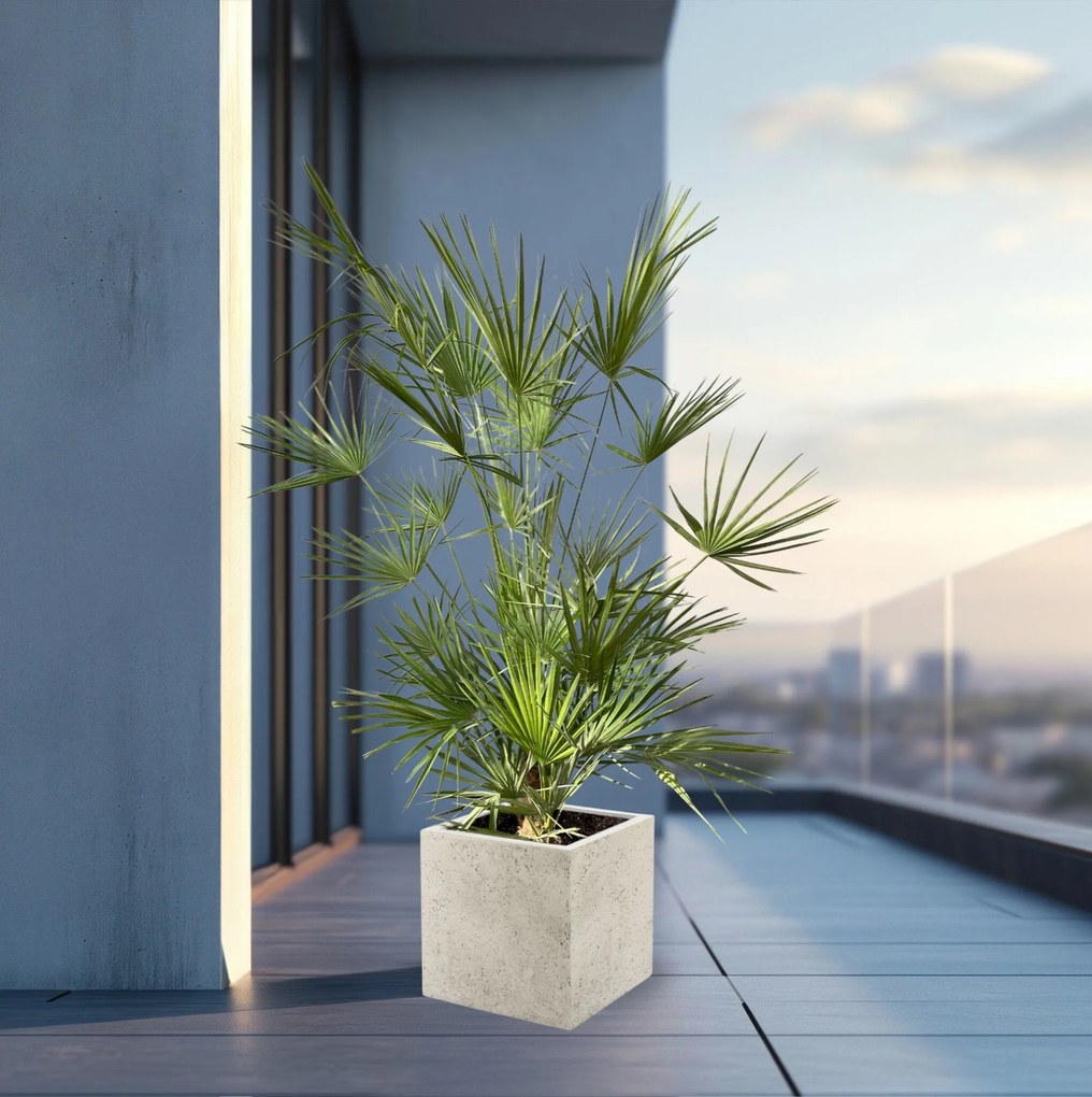 Combi deal - Chamaerops Humilis inclusief  Grigio Cube - 180cm