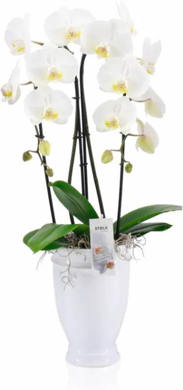 Orchidee Nikita 2 Tak Cascade Wit