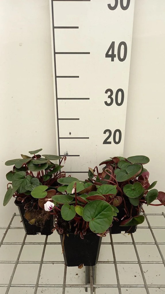 Cyclamen coum 'Album' - pot 9x9 cm -
