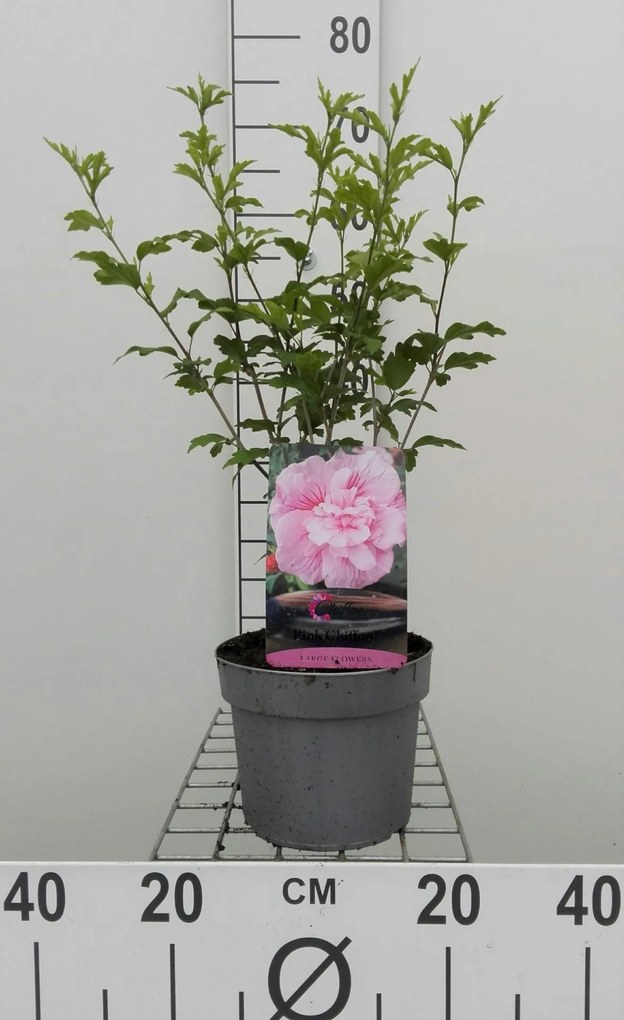 Hibiscus syriacus'Jwnwood4'(Pink Chiffon) - pot - 40-60 cm