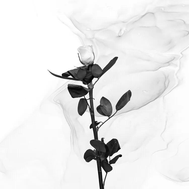 Fotobehang White Rose | Liquid Art , (128 x 128 cm)