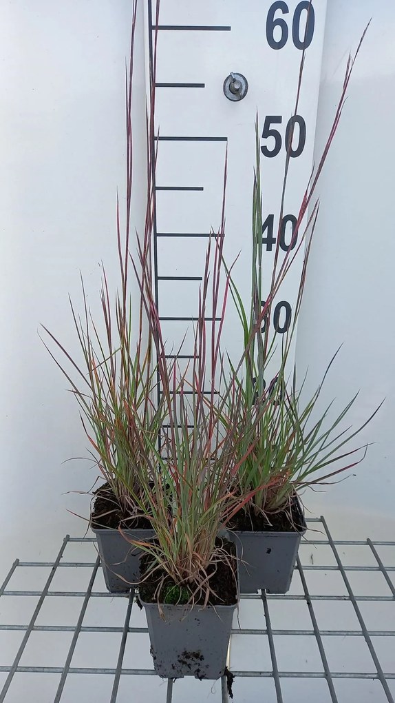 Schizachyrium scoparium 'Prairie Blues' - pot 9x9 cm -