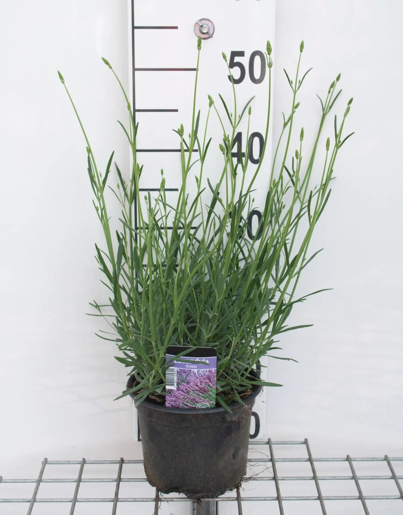 Lavandula x intermedia 'Grosso' - pot 2L -