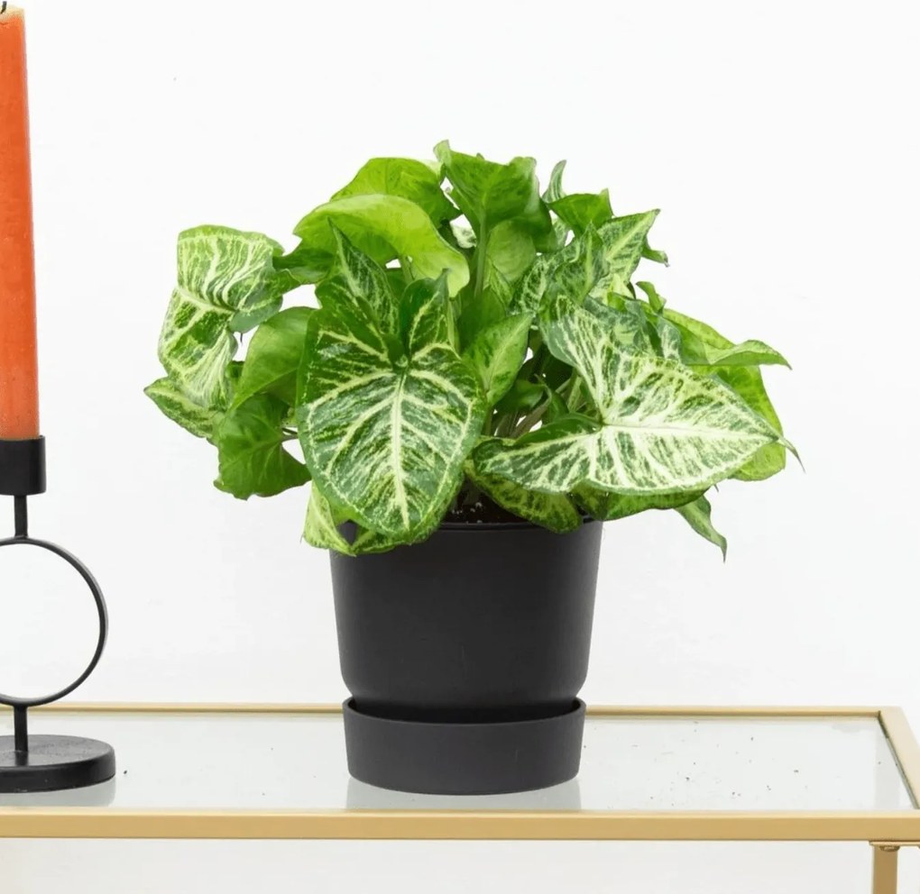 Syngonium Arrow Feel Green - 30cm