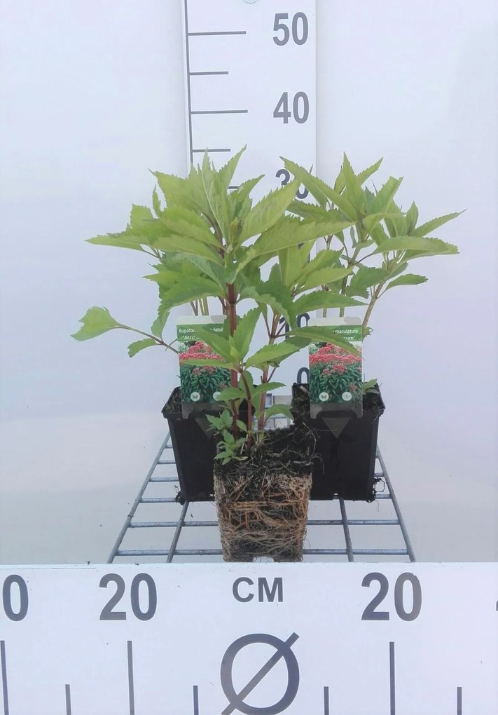 Eupatorium maculatum 'Atropurpureum' - pot 9x9 cm