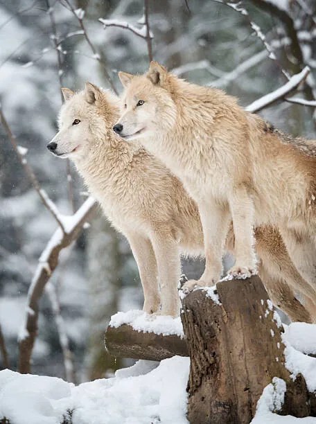 Foto Arctic Wolves Pack in Wildlife, Winter Forest, 4FR