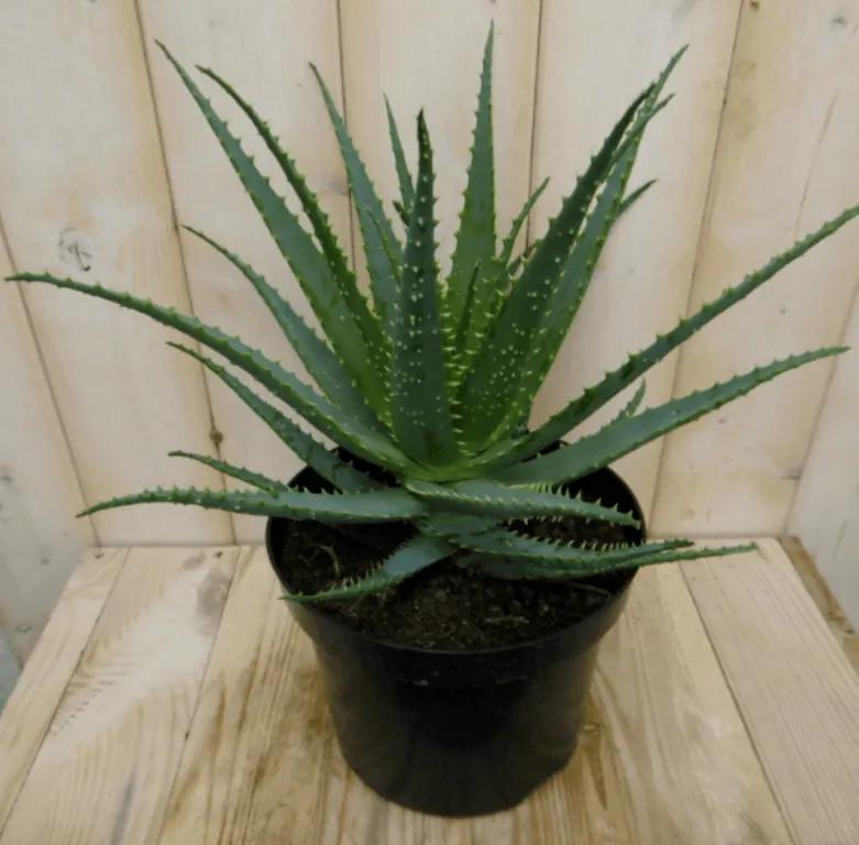 Kamerplant Aloe