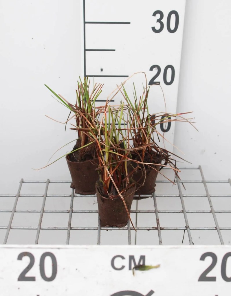 Eriophorum angustifolium - Biopot diameter 7 cm
