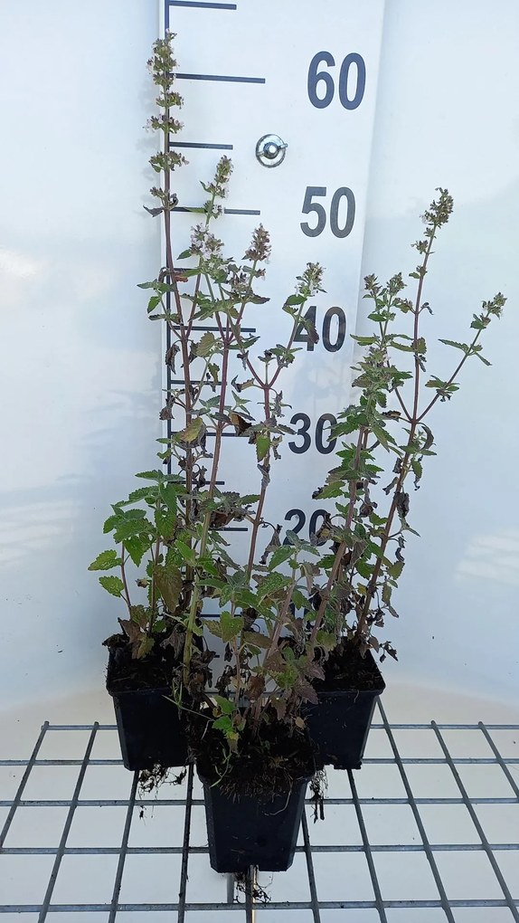 Nepeta cataria 'Citriodora' - pot 9x9 cm -
