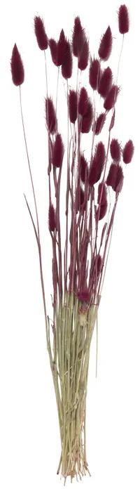Droogbloem - Lagurus - paars - 70 cm