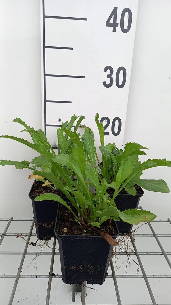 Leucanthemum'Alaska'- pot 9x9 cm -