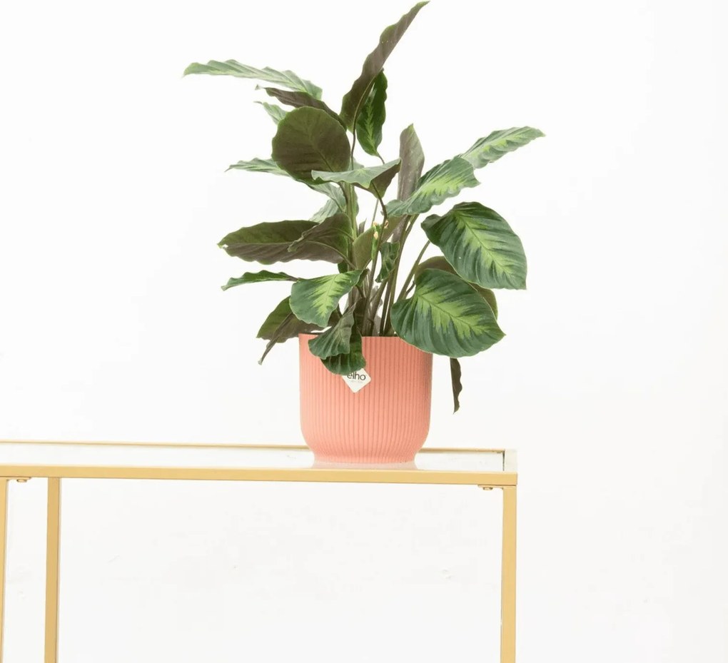 Calathea Maui Queen - 35cm